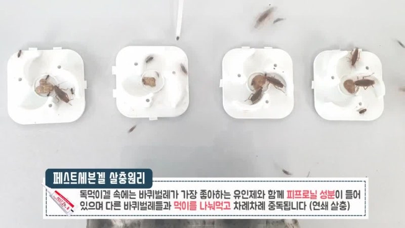 페스트세븐겔40g 숨 막히는 바퀴벌레와의 전쟁, 이제는 끝! 3개월 사용 후기