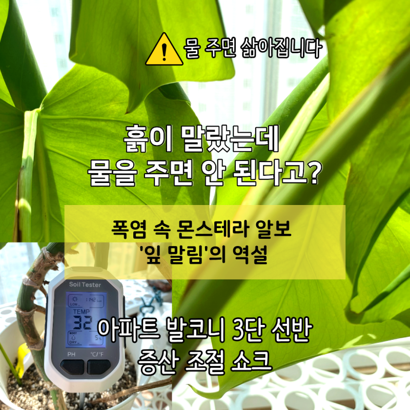 [화분 물주기] 폭염 속 몬스테라 알보 '잎 말림'의 역설: 흙이 말라도 물을 주면 안 되는 이유,....