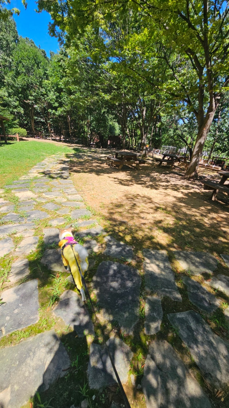 [동탄/석우동 아이랑 가볼 만한 곳] 예당마을 옆 큰재봉공원 산책하다 발견한 보물 같은 '유....