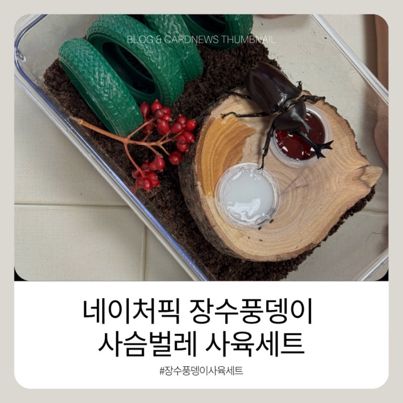 ️네이처픽 장수풍뎅이 사슴벌레 사육세트 후기｜갑자기 생긴 장수풍뎅이 집 마련했어요