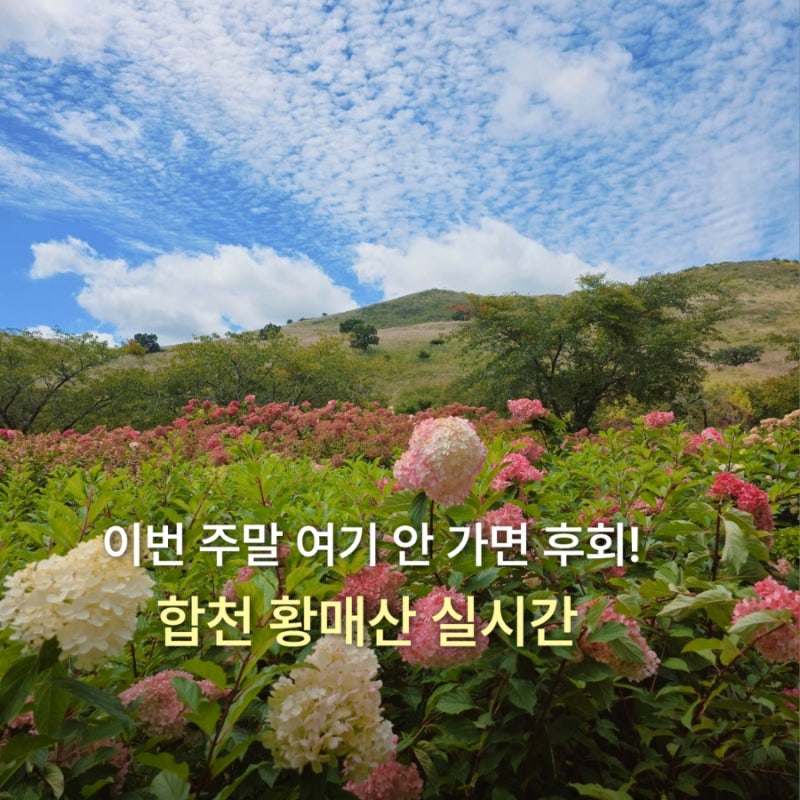 경남 합천 황매산 목수국과 억새를 함께! 실시간 개화상황