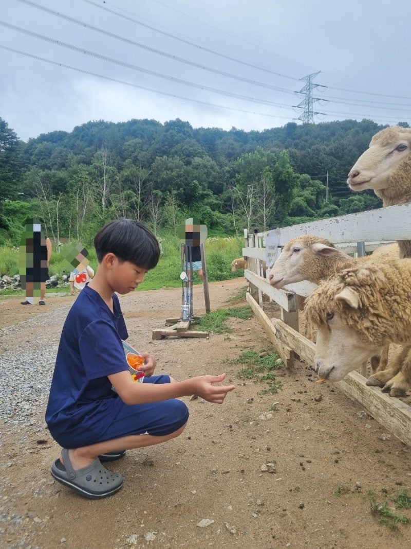 추천 가을여행 가평가볼만한곳 가평양떼목장 대형카페