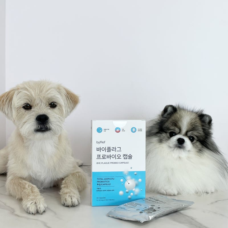 설채현 놀로 바이플라그 구강 유산균 강아지 장 건강까지 내돈내산 후기