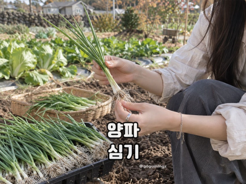양파 심는 시기 방법, 남부지방 중부지방 모종 심기