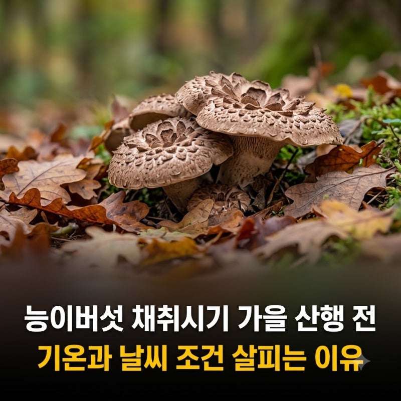 능이버섯 채취시기 가을 산행 전 기온과 날씨 조건 살피는 이유
