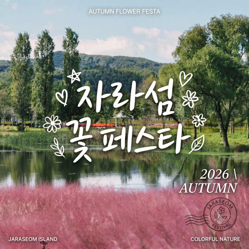 "핑크뮬리 미쳤다..." 가평 자라섬 꽃 페스타 개막, 10월 5일이면 끝나요