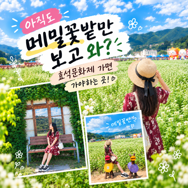 가을 가볼만한 곳 평창 효석문화제, 봉평 메밀꽃축제 메밀꽃밭만 보고 가면 아쉬운 효석달빛....
