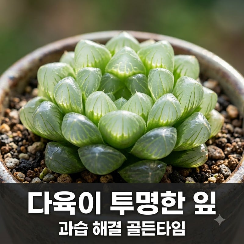 다육이 잎이 투명해진다면 위험 신호! 과습 초기 살리는 대처법