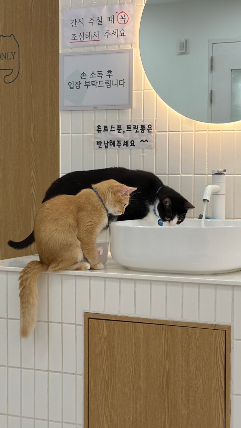 대전가볼만한곳 캣플코지눅 대전은행점, 고양이들과 힐링