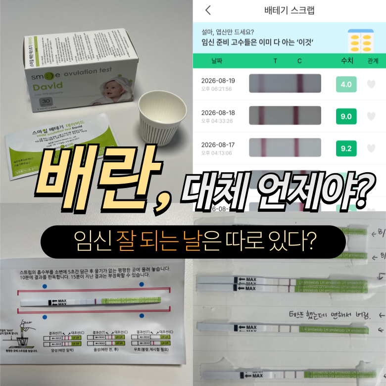 [임신준비 #7] 배란일 뜻, 계산, 임신확률 높은날은? 배란테스트기 사용법까지