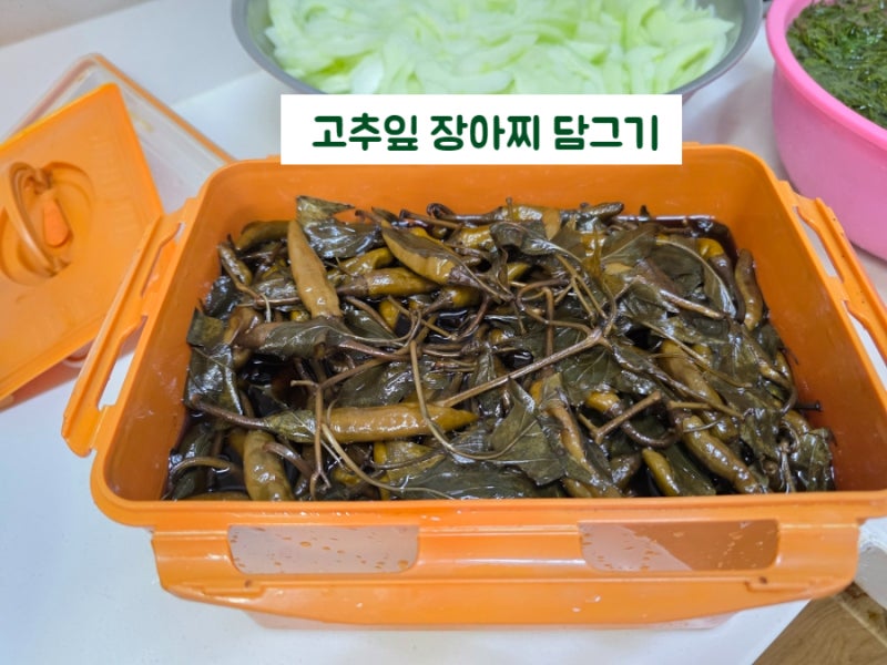 고춧잎 장아찌 담그기 고추잎 요리법 효능 황금레시피