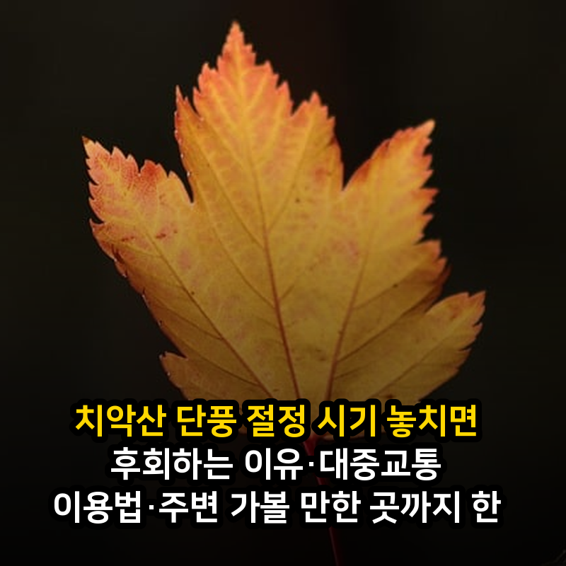 치악산 단풍 절정 시기 놓치면 후회하는 이유·대중교통 이용법·주변 가볼 만한 곳까지 한