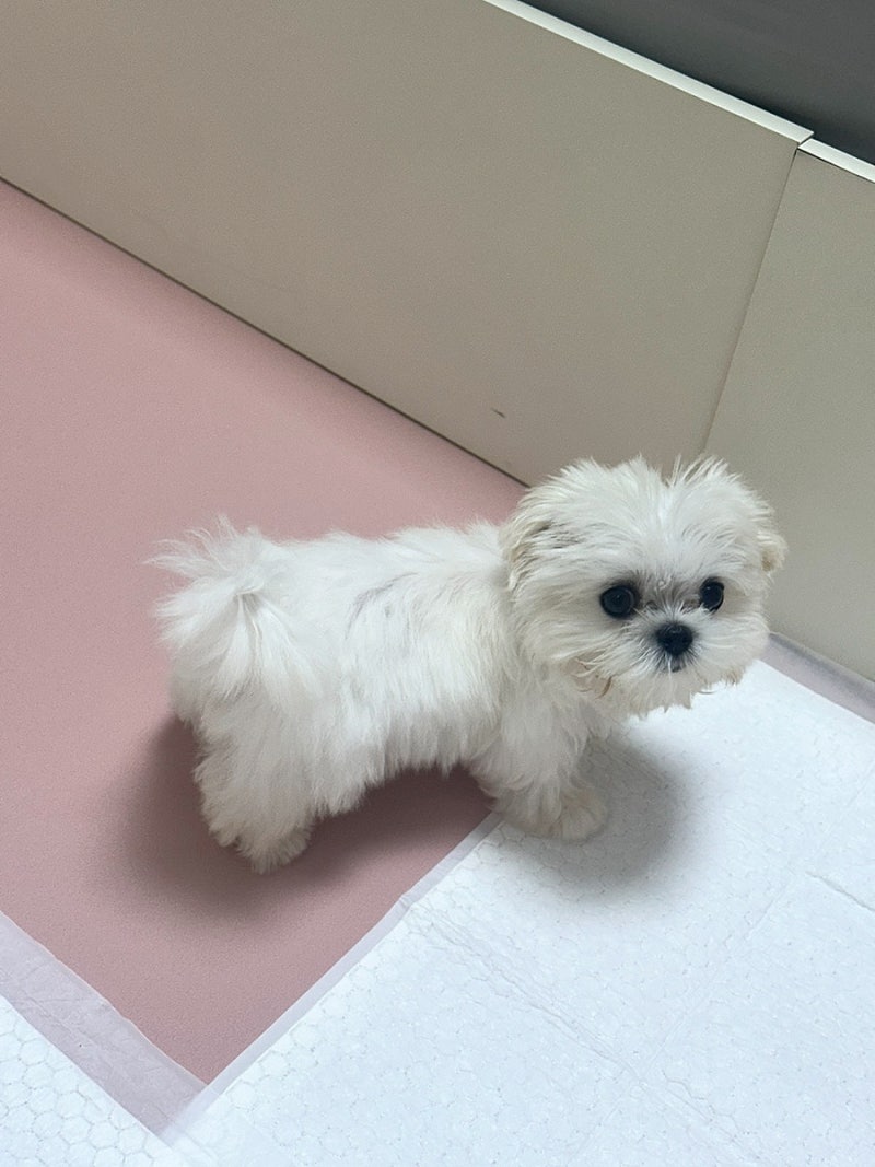 다이소 강아지 용품 추천 5천원 배변패드 직접 써보니 흡수력 좋음
