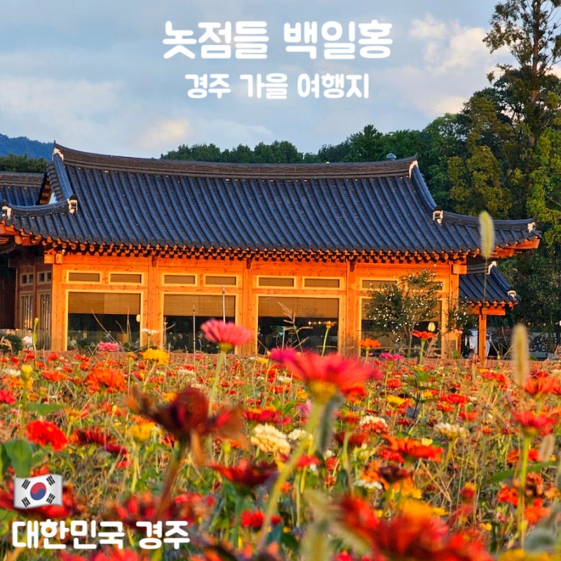 경주 가볼만한곳 백일홍 명소 놋점들 가을 꽃구경