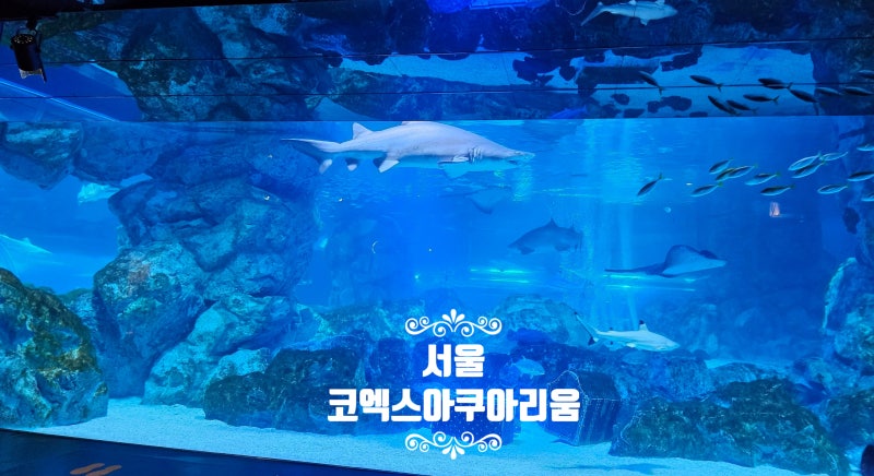 삼성 코엑스 아쿠아리움 할인 예매｜아이랑 다녀온 후기 + 해양탐험선