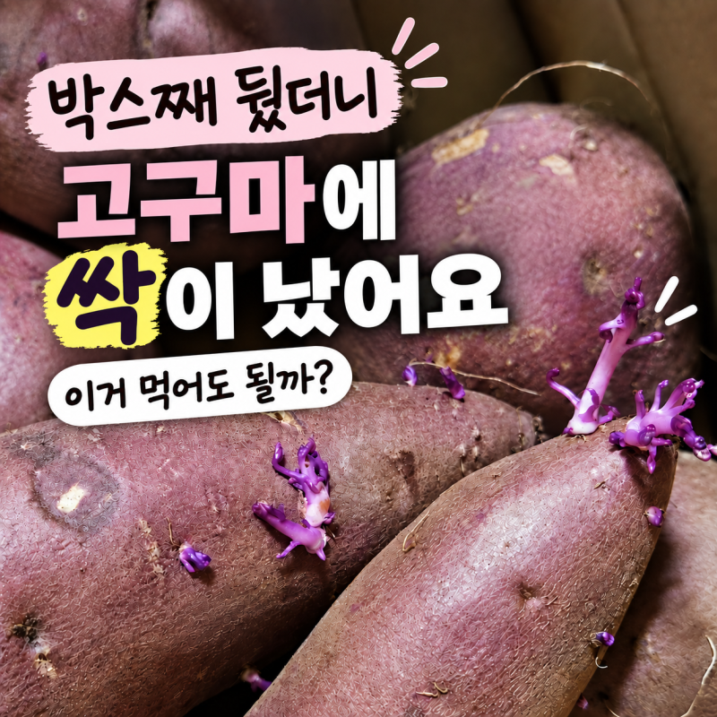 고구마 보관법｜삶은·찐·구운 고구마는 어떻게 보관할까?