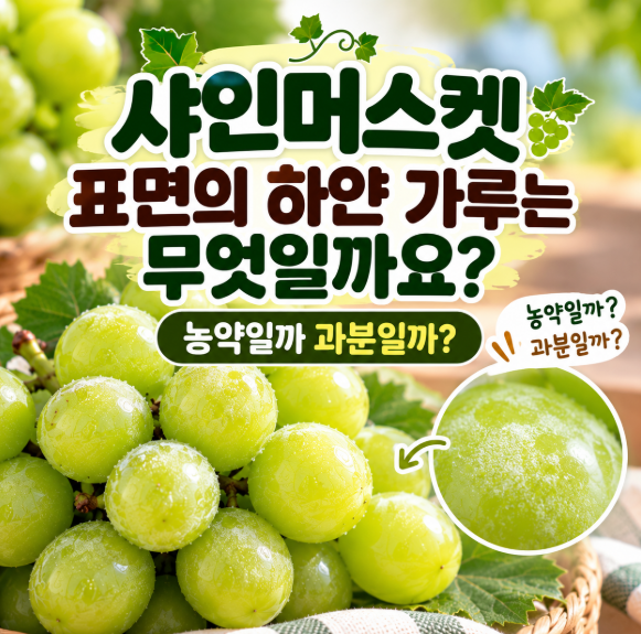 샤인머스켓 표면의 하얀 가루는 무엇일까요?｜농약일까 과분일까