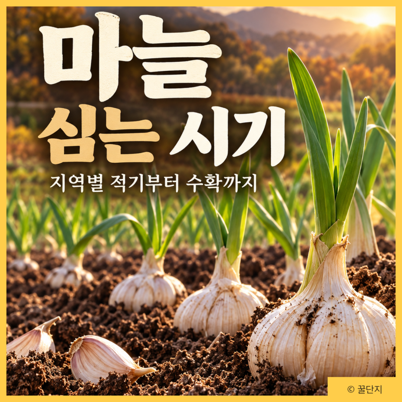 마늘 심는 시기 | 지역별 적기・심는 방법・종구 소독・수확 시기