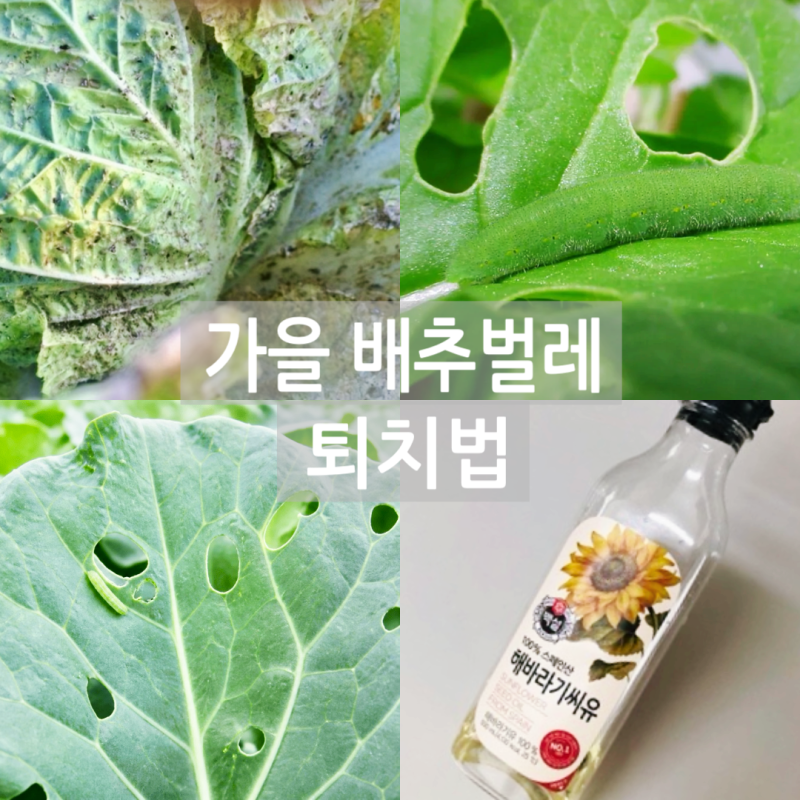 가을 배추벌레 완벽 퇴치법! 벼룩잎벌레·배추흰나비·진딧물 친환경 천연 약제 노하우