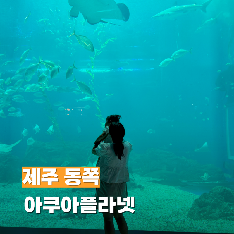 제주 성산 아기와 가볼만한곳 아쿠아플라넷 할인 공연 투명보트 체험
