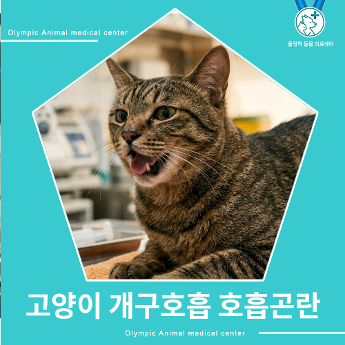 "고양이가 입으로 숨을 쉬어요" 입 벌리고 헥헥거리는 개구호흡 원인은? 고양이 호흡곤란 [올....