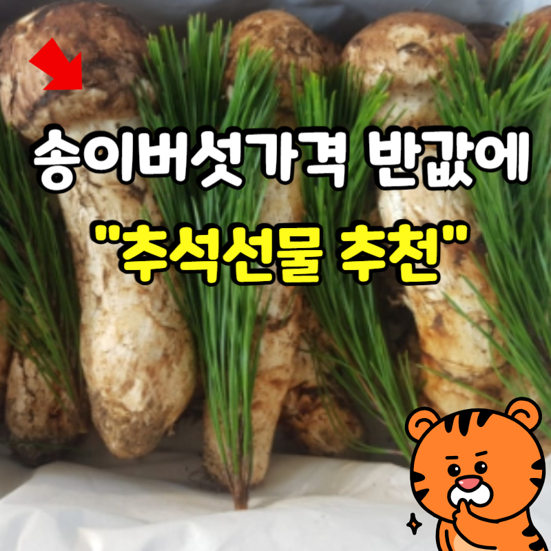 80만 원대 송이가격 반값에? 실패 없는 국산 자연산 송이버섯 고르는 법