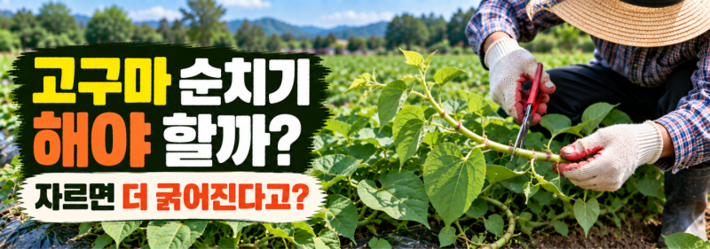 고구마 순치기 해야 할까? 덩굴 자르면 고구마가 더 굵어진다는 말, 맞을까?