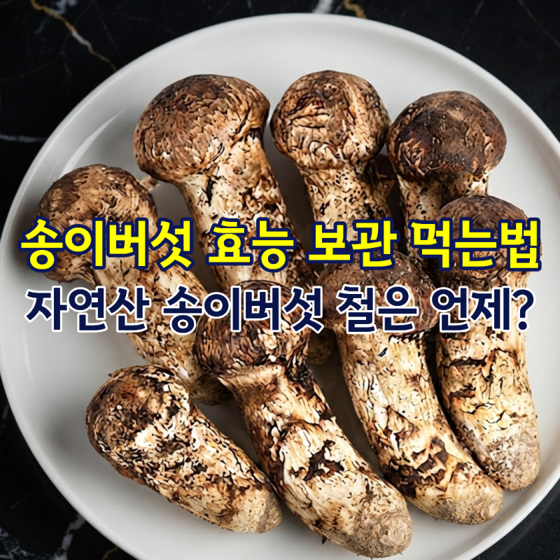 송이버섯 효능 보관 먹는법, 자연산 송이버섯 철은 언제일까?