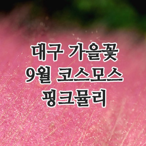 대구도 가을꽃 시작｜9월 코스모스·핑크뮬리 어디가 예쁠까
