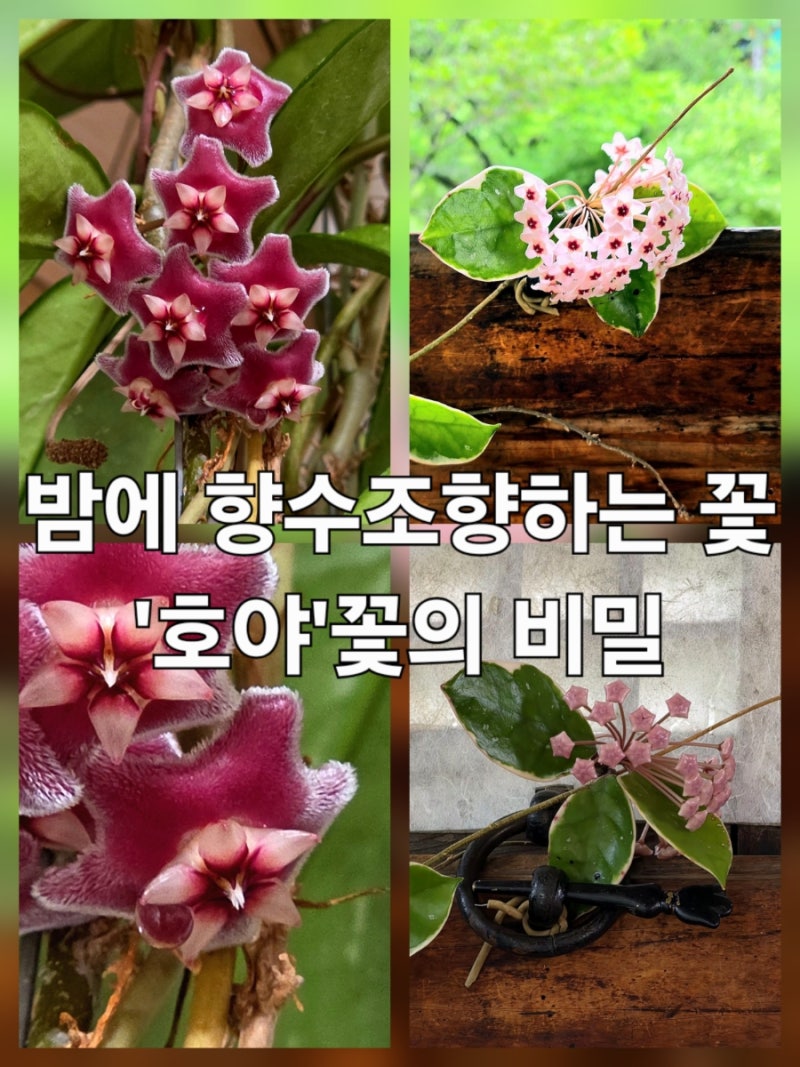 밤에 향수를 조향하는꽃, '호야꽃'이 흘린 눈물의 정향(淨香)
