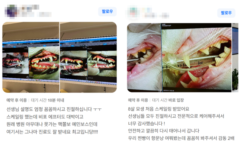 검단 강아지 스케일링 마취 꼭 해야 하나요?｜무마취 스케일링과 다른 이유｜인천 검단 루크....