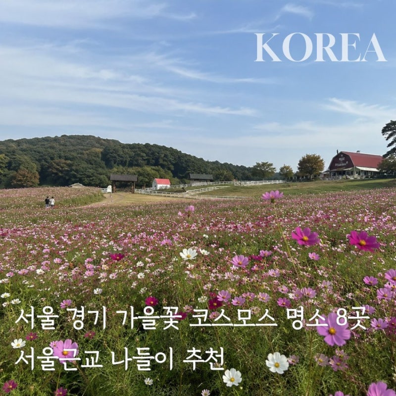 서울 경기 가을꽃 코스모스 명소 8곳 서울근교 나들이 추천