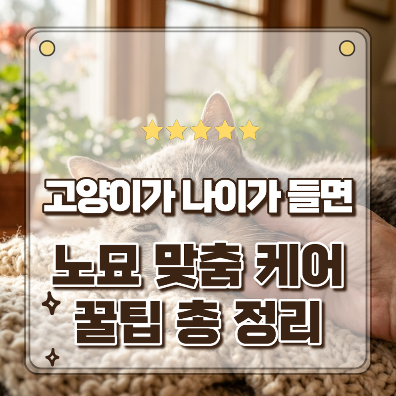 고양이가 나이가 들면 나타나는 행동 변화 6가지 노묘 맞춤케어방법