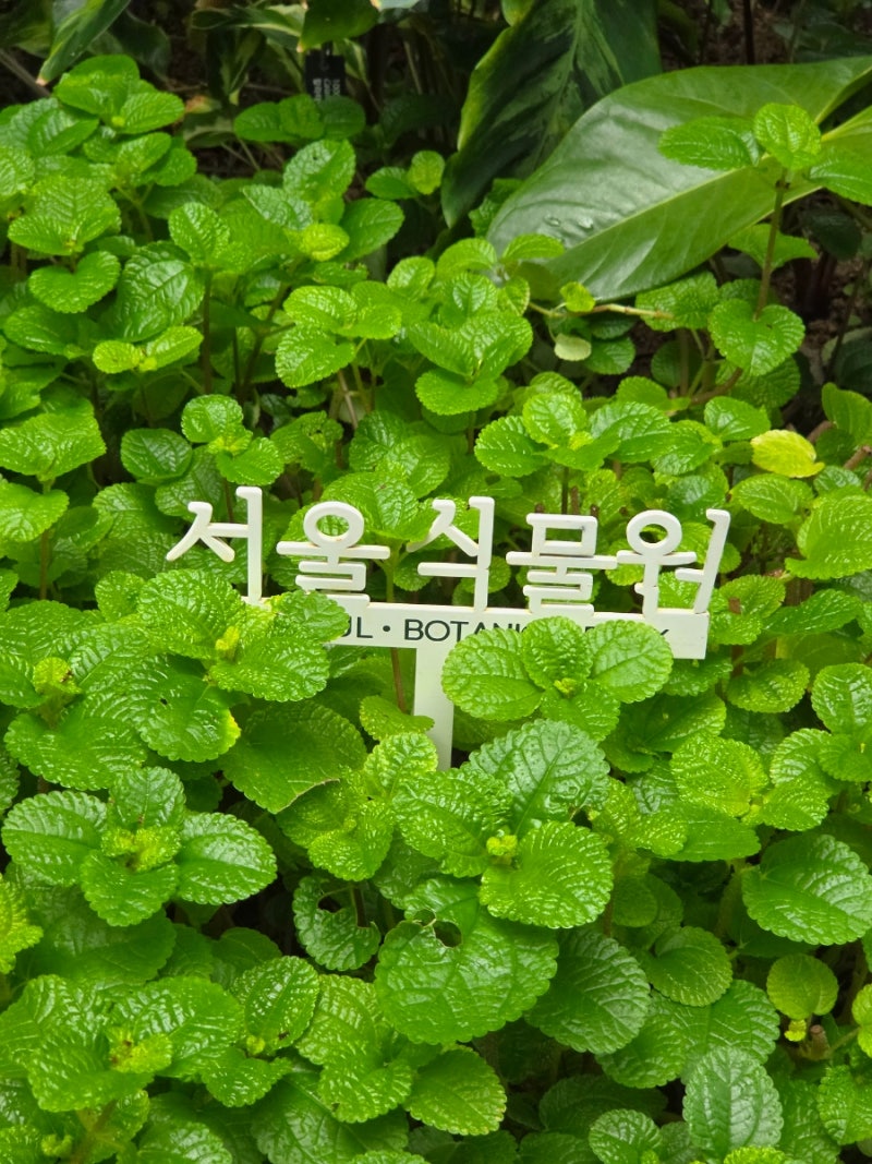 서울 아이랑 가볼만한곳 추천 서울식물원 주말 방문 후기후기~! (주차, 가격)