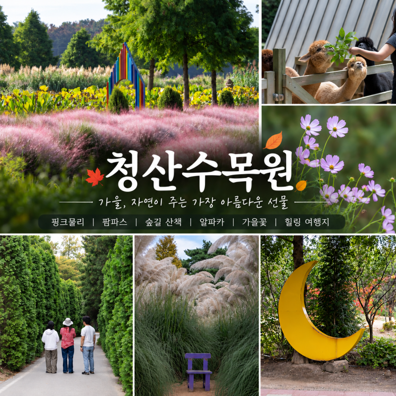 추석 연휴 가볼만한곳 태안 청산수목원 팜파스 & 핑크뮬리 절정 가족여행 추천 가을여행