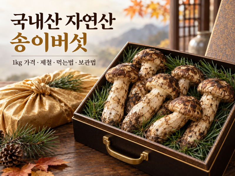 국내산 자연산 송이버섯 선물세트 추천, 1kg 가격과 제철 시기·먹는법·보관법