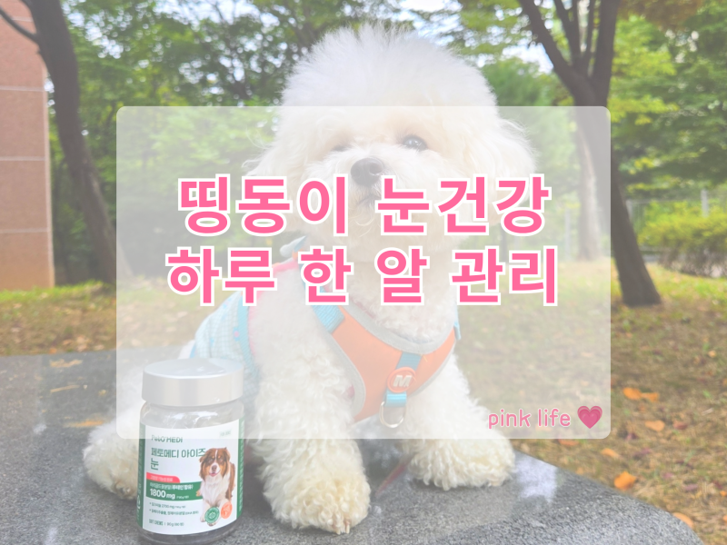 페토메디 아이즈 | 강아지눈영양제 띵동이 눈 건강 챙기기