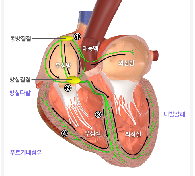 심장 부정맥 대가 의사 총정리; 노태호 김영훈 신동구 박형섭 최의근