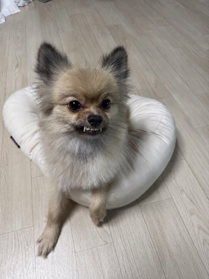 강아지 스케일링이 필요한 이유, 펫보험으로 보장가능한가?