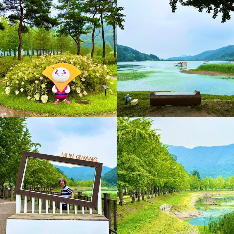청주 근교 가볼만한곳 괴산 문광저수지 은행나무길 드라이브 코스