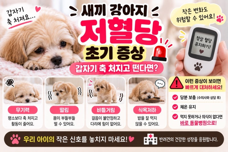 새끼 강아지 저혈당 증상과 응급 대처 갑자기 축 처지고 떤다면?