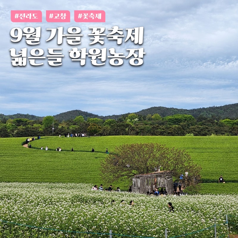 고창 학원농장 메밀꽃 해바라기 코스모스 가을 축제 2026년 9월 일정 주차 개화시기