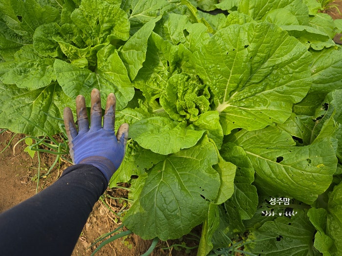 배추키우기 배추벌레 친환경살충제 살포 복합비료 텃밭비료 주기