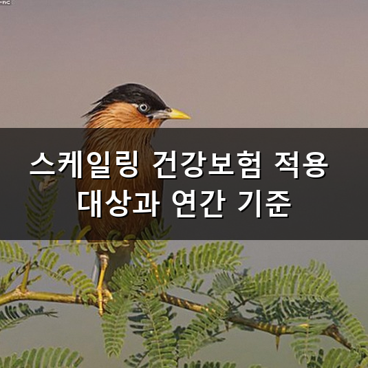 "일 년에 한 번뿐이라니 아쉽습니다" 스케일링 가격에서 확인하는 대상 기준