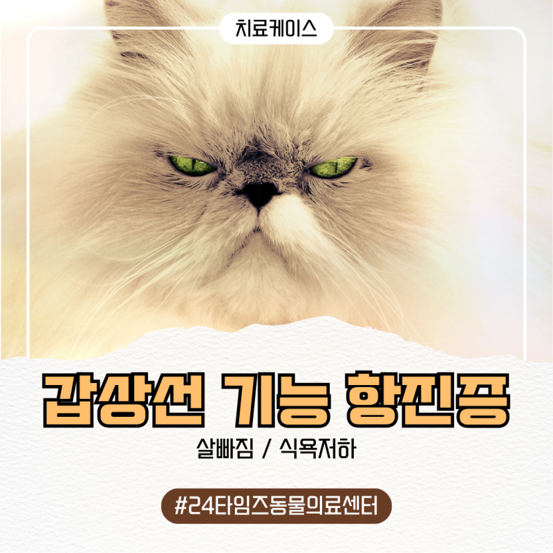 고양이 살빠짐 이유 갑상선 기능 항진증