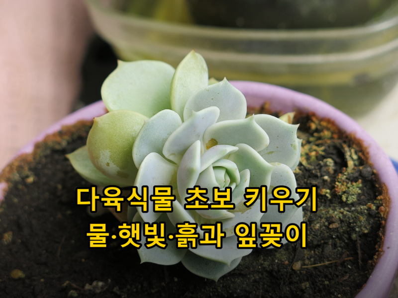 다육식물 초보 키우기, 물주기·햇빛·흙 기본과 잎꽂이 번식