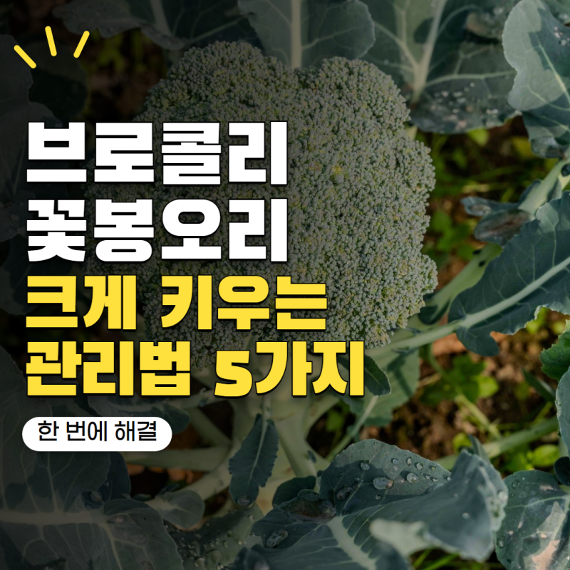 브로콜리 키우기 꽃봉오리가 작다면? 가을에 크게 키우는 관리법 5가지