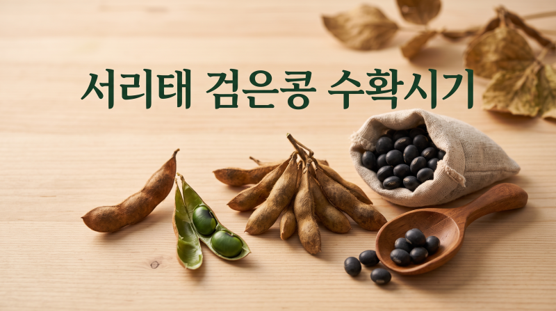 서리태 검은콩 수확시기, 이 4가지 신호만 기억하면 실패 없어요