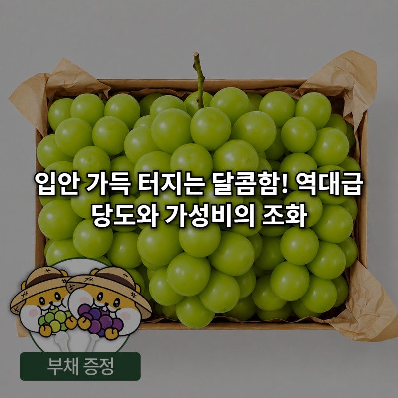 농할쿠폰 19,900원! 김천 GAP 수출용 샤인머스캣, 꽝 없는 당도와 미친 가성비 추천