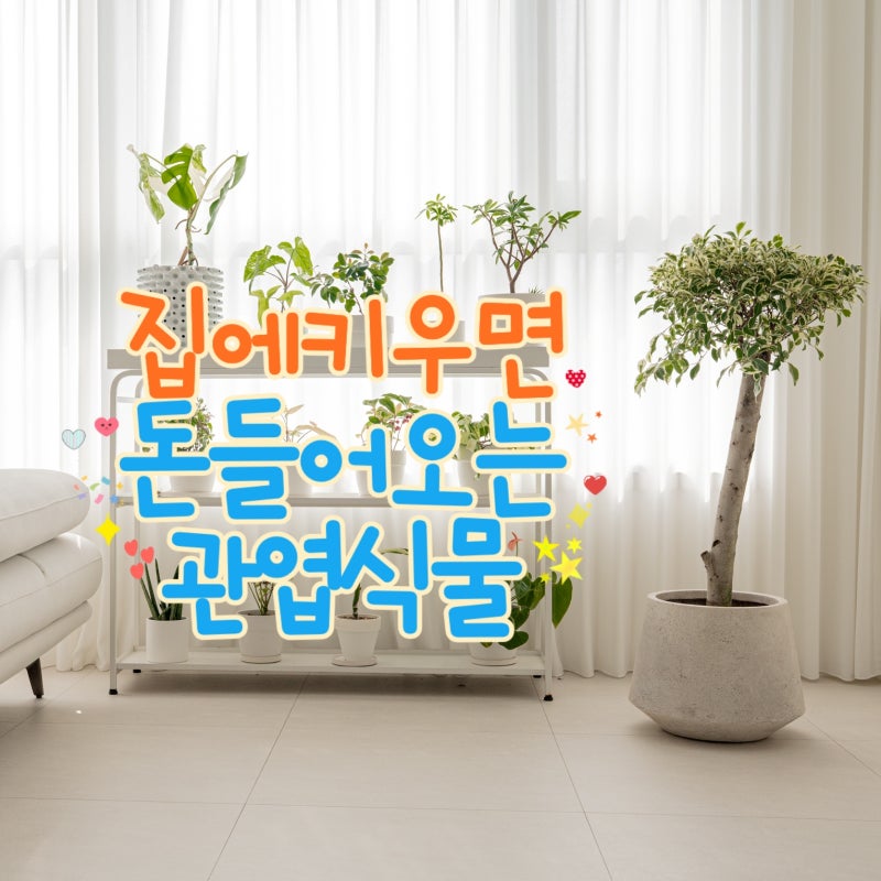 집에 키우면 돈 들어오는 실내 관엽식물 벤자민나무 키우기
